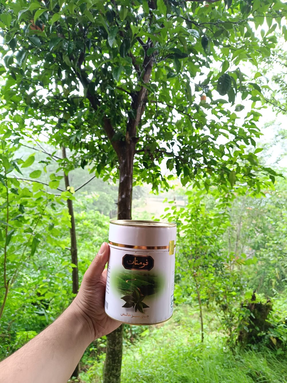 چای سبز فومنات